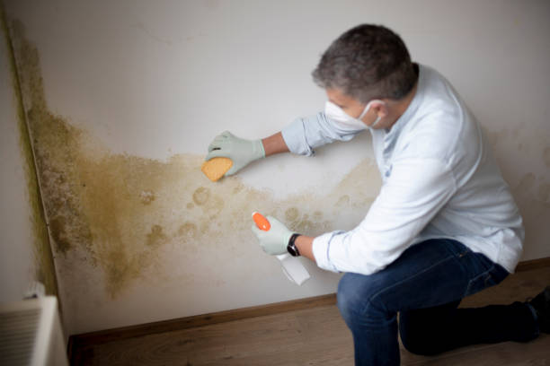 Best Forensic Mold Investigation  in Mahopac, NY