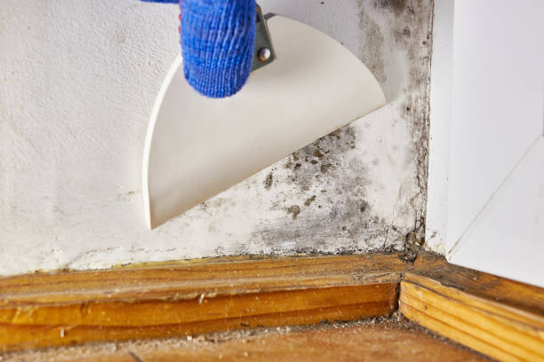 Best Black Mold Removal  in Mahopac, NY