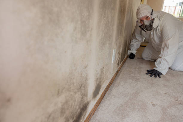  Mahopac, NY Mold Removal Pros